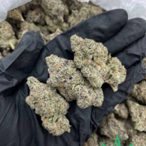 Buy Purple Crack Strain