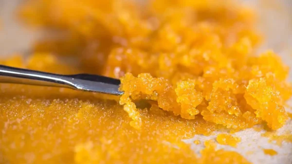 Caramel Cream x Jelly Haze | Live Sugar Wax | 1g